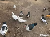 Ducks — الصورة 2