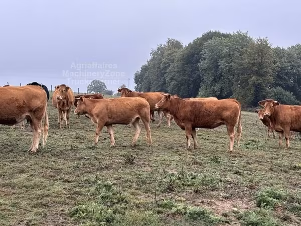 Kuh, Limousin-Kuh