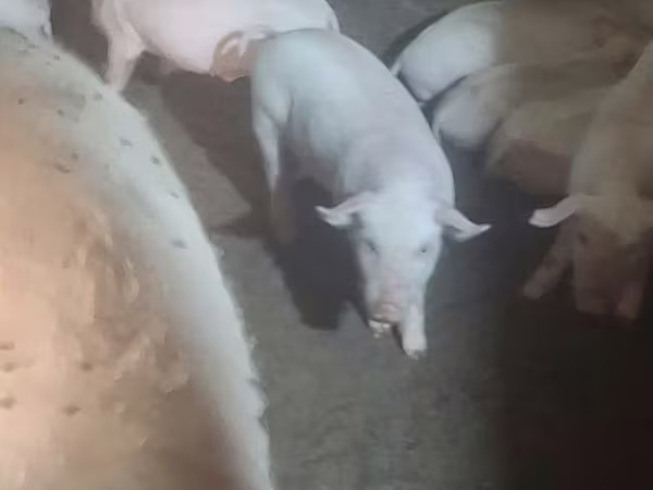 Pigs (batch, sex not specified), Крупная белая