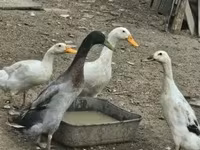 Geese — الصورة 7