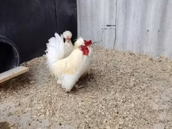 Chickens — Hongrie