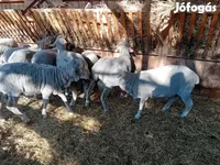 Kos, Merino sheep — 8. fotó