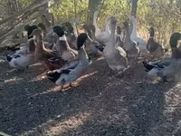 Ducks — الصورة 2