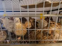 Quails — photo 7