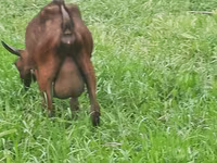 Nőstény kecske, Irish goat — 7. fotó