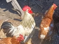 Chickens — 5-сурет