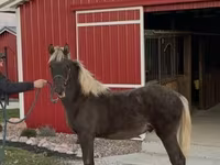 Hing, Rocky Mountain Horse — 5. fotó