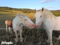 घोड़े (लॉट, लिंग निर्दिष्ट नहीं), Gypsy horse — फ़ोटो 1