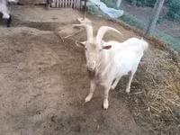 母山羊, Goats — 照片 2