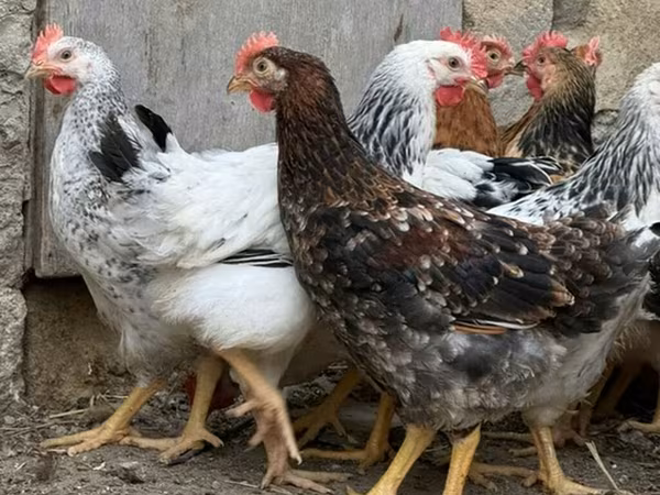 Chickens