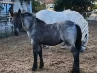 母马, Horses — 照片 1