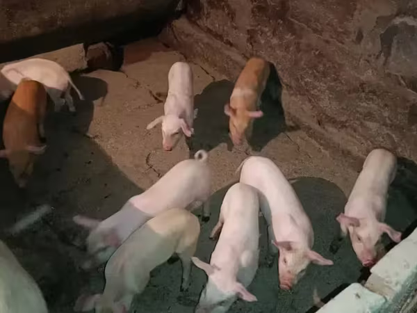 Sow, Дюрок