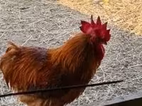 Chickens — foto 5