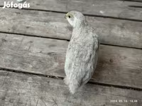 Quails — foto 2