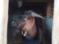 Kozioł, Nubian Goat — zdjęcie 7