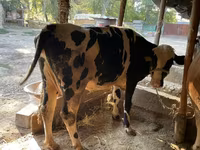 Bika, Simmental cattle — 2. fotó