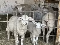Schaf, Schafe — Foto 1
