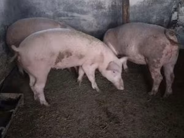 Süldőanya, Sertések