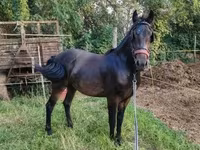 Mare, Horses — photo 2