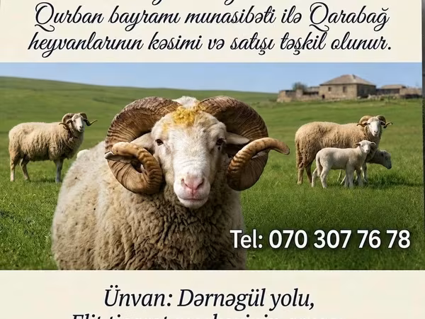 Beran, Karabakh sheep