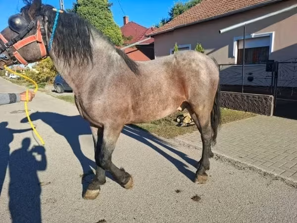 Kůň, Koně — Maďarsko
