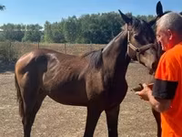 Kanca, Nonius horse — 2. fotó