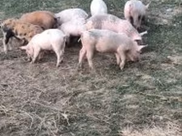 Свиньи (партия, пол не указан), Свиньи
