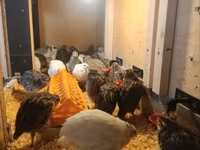 Quails — Foto 2
