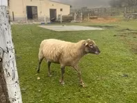 Kos, Merino sheep — 4. fotó