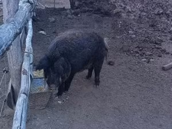 Boar,  — Hungary