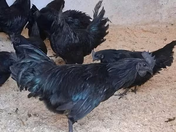 Ayam Cemani — Hungary