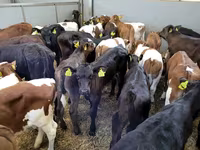 Tehén, Russian Black pied cattle — 2. fotó