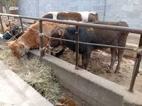 Byk, Swiss cattle — zdjęcie 2
