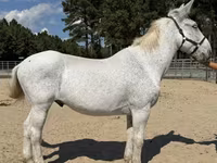 Айғыр, Mule — 1-сурет