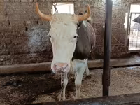 Tehén, Simmental cattle — 3. fotó