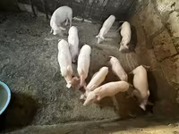 Süldőanya, Ландрас — 4. fotó