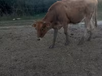 गाय, जर्सी नस्ल — फ़ोटो 3