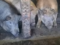خنزير ذكر, الخنازير — الصورة 2