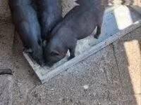 母猪 — 照片 2