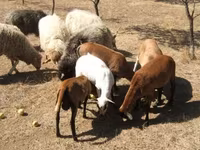 公羊, Cameroon sheep — 照片 2
