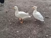 Ducks — 1-сурет