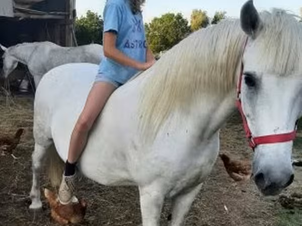 Kanca, Hungarian horse breed — Magyarország