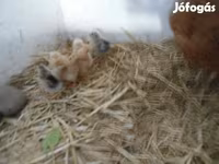 Chickens — फ़ोटो 3