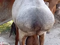 Beran, Ordabasy sheep — foto 6