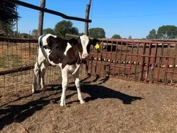 Bull, Holstein breed — Hungary