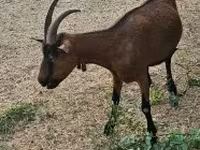 Nőstény kecske, Alpine goat — 5. fotó