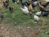 Ducks — foto 5