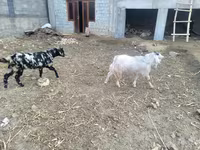 Cabras (lote, sexo no especificado), Cabras — foto 1