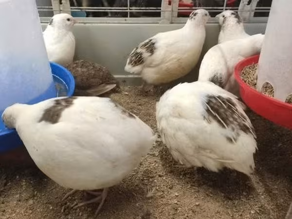 Quails — Magyarország