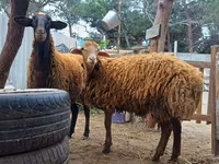 Kos, Blackheaded Persian sheep — 7. fotó